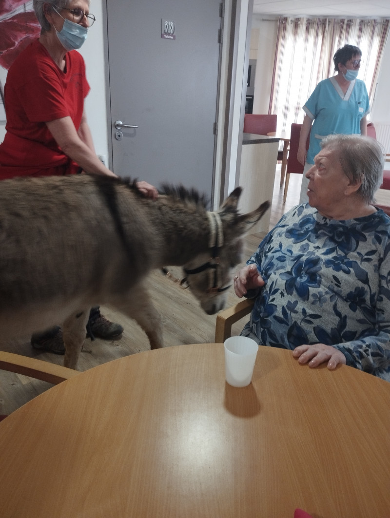 La visite des Ânes de Lap'Anerie de Lapalud